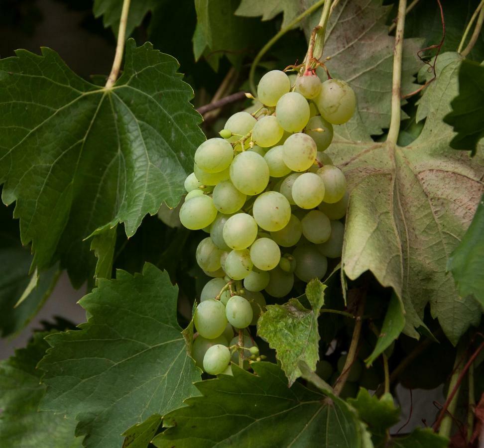 Ferien In Feld 109 Leilighet Langenegg Eksteriør bilde